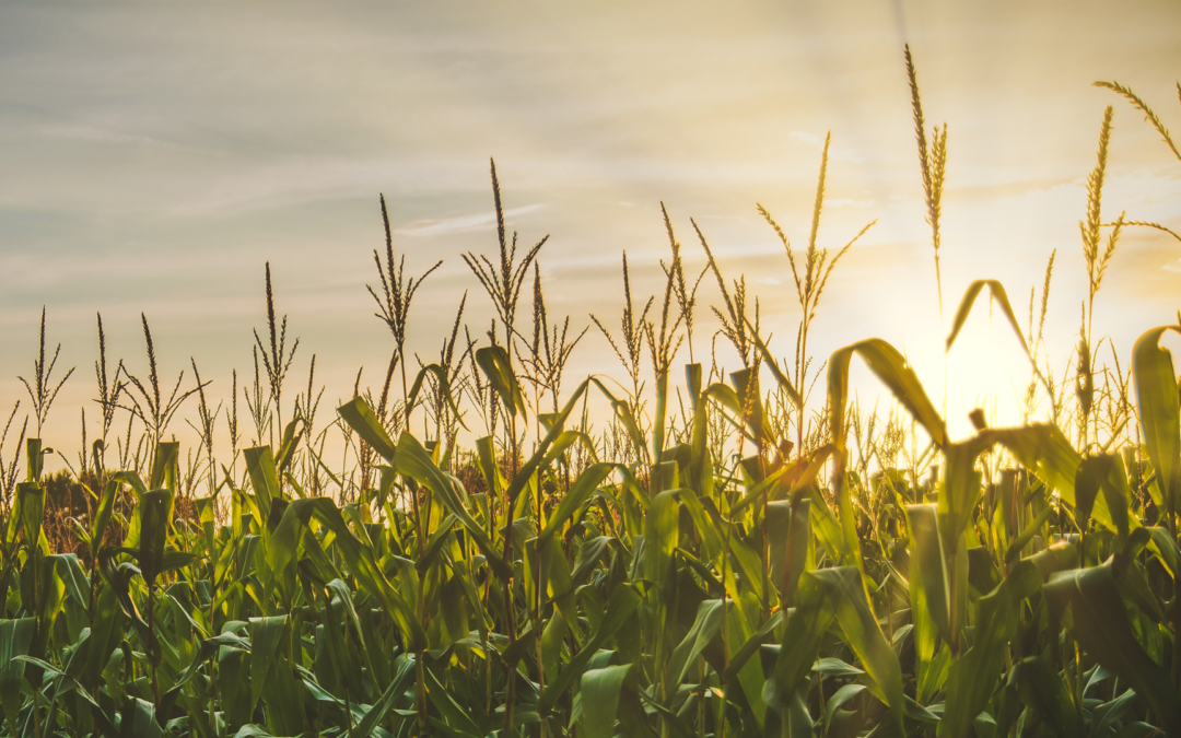 Farm to Fortune: Why Agribusinesses Are in Demand Among Strategic Buyers